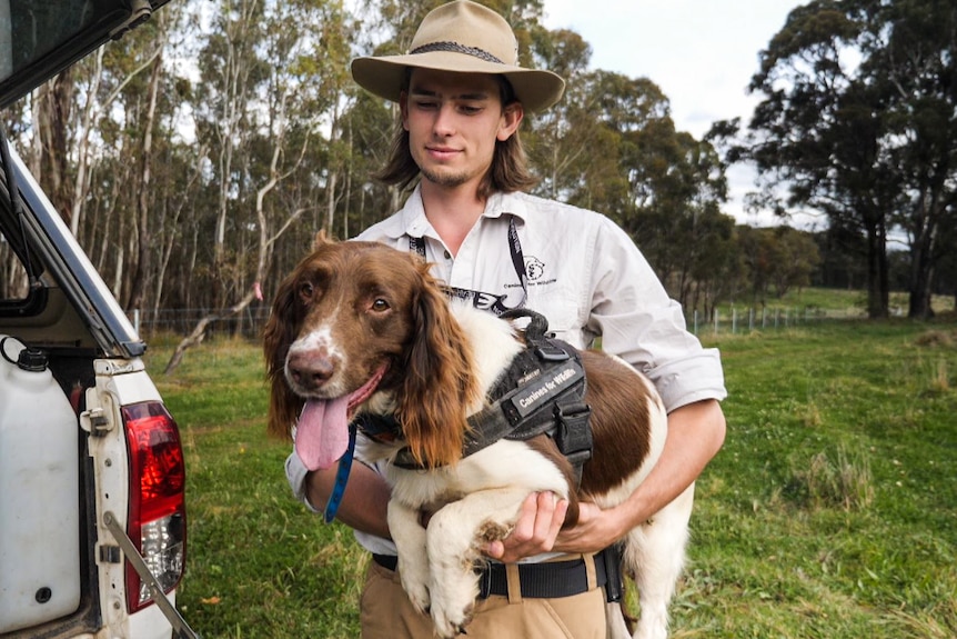 Man in an akubra stands holding an english springer spaniel dog, in front of a car with grass and trees behind him.