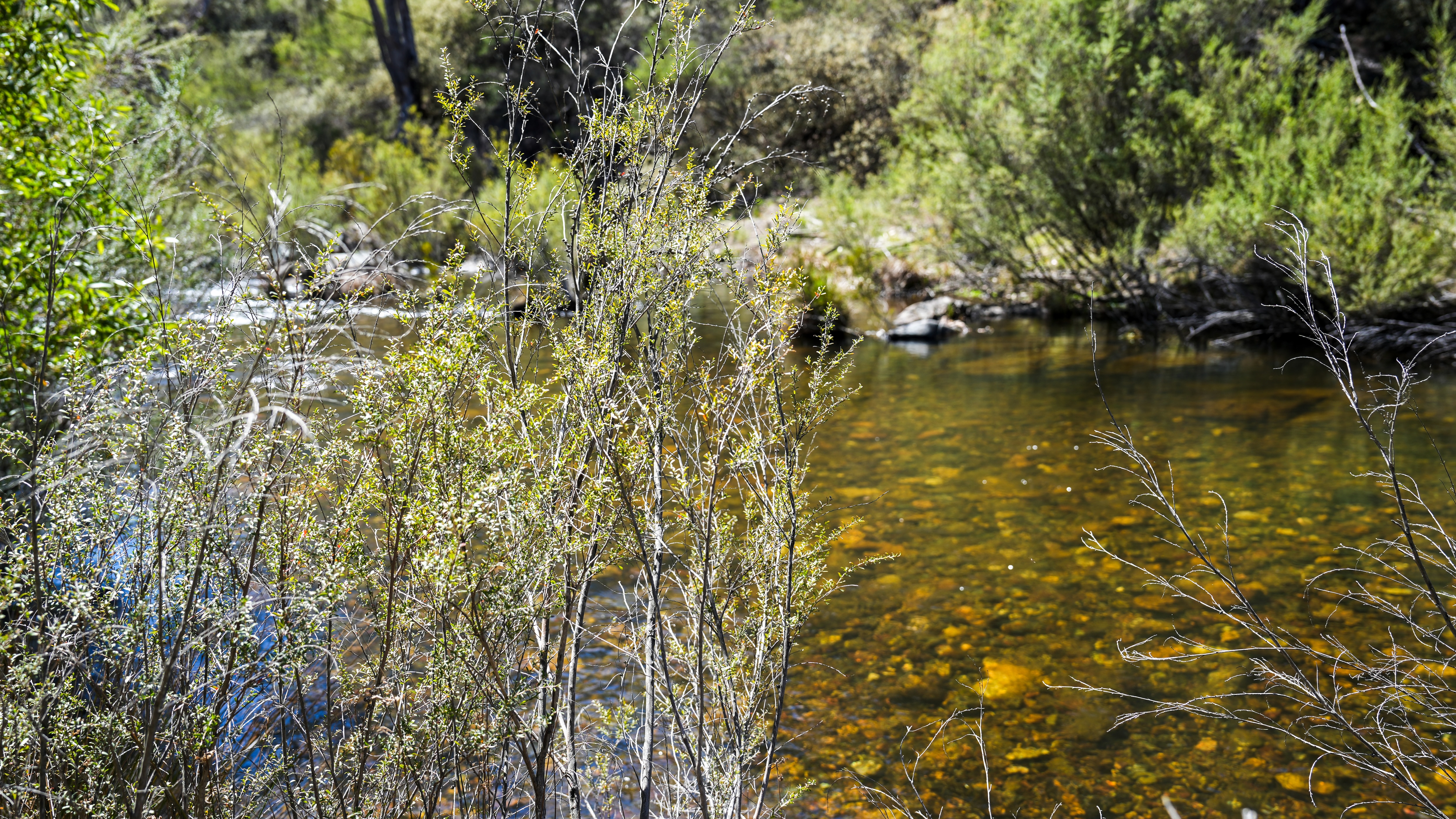 A slow-moving freshwater river twisting lazily through the bush.