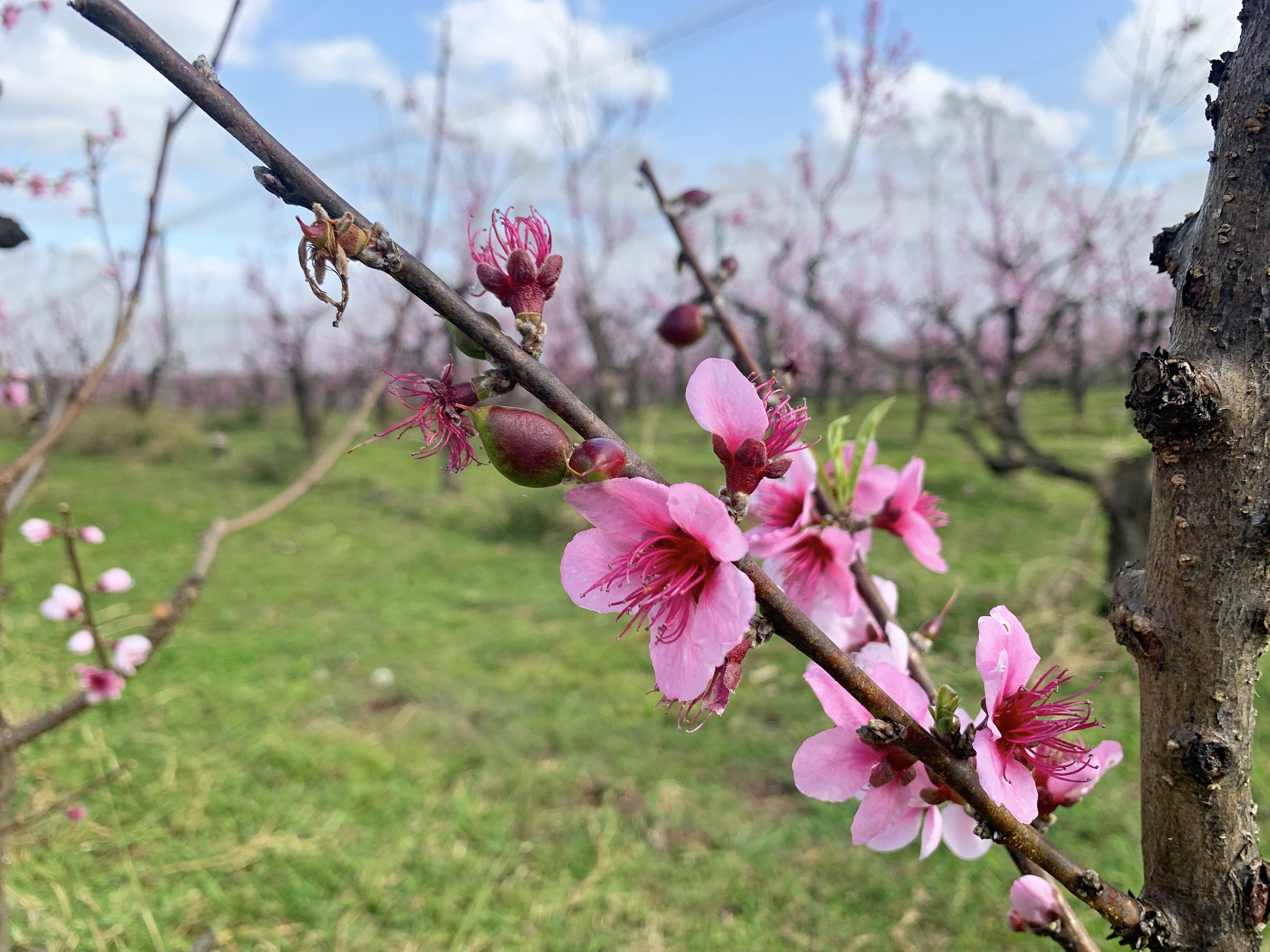 Three baby nectarines and pink flowers on a tree in an orchard.