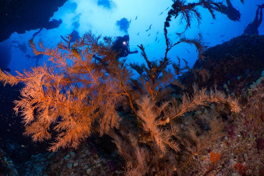 An underwater photograph of several people diving among coral and seaweed.