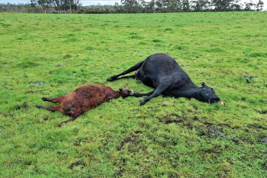 Two dead cows lying on grass