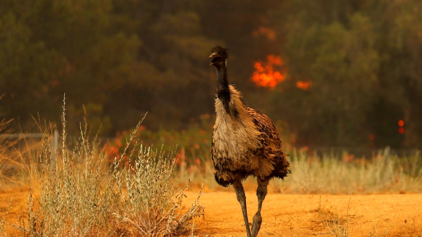 Emu flees flames
