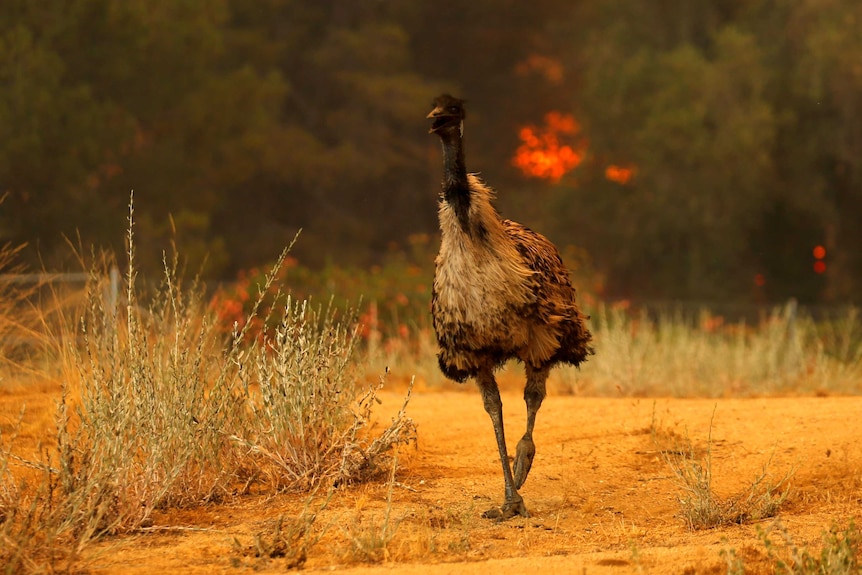 Emu flees flames