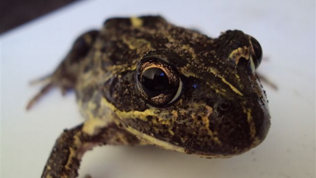 Western Banjo frog