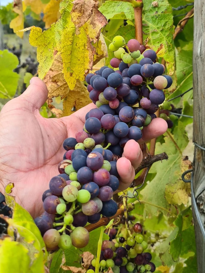man hand holding bunch of purple grapes