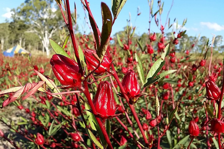 Rosellas growing in field