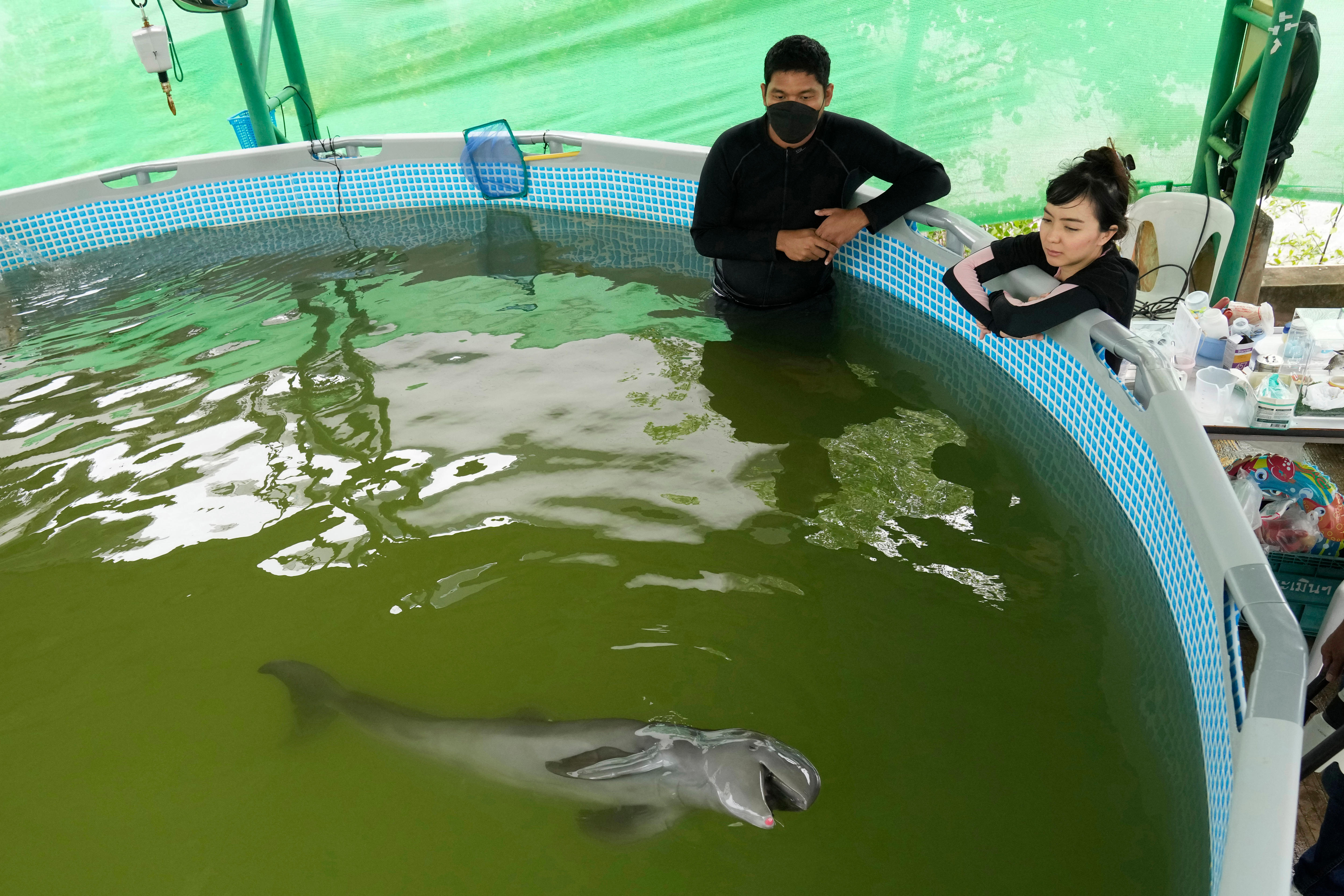 Two people stand around a pool with a small dolphin swimming in it. 