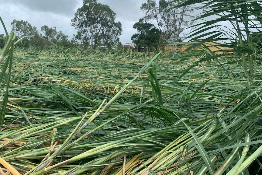 A paddock of sugar cane snapped off