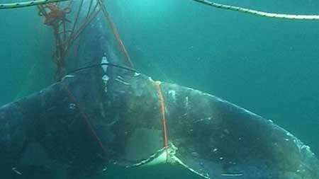 A whale trapped by fishing ropes in rough seas off Geraldton in Western Australia.