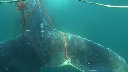 A whale trapped by fishing ropes