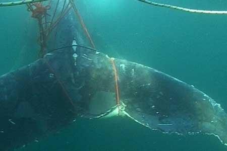 A whale trapped by fishing ropes (file)