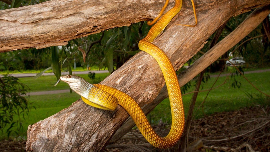 A large golden-coloured snake with a silvery white head coils on the branch of a tree in a suburban park.