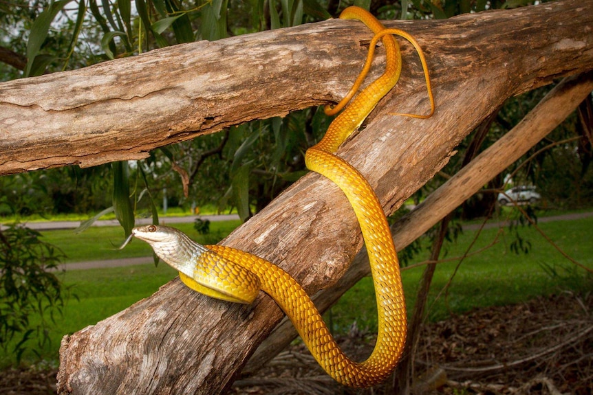 A large golden-coloured snake with a silvery white head coils on the branch of a tree in a suburban park.