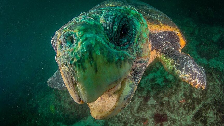 Close up of green turtle