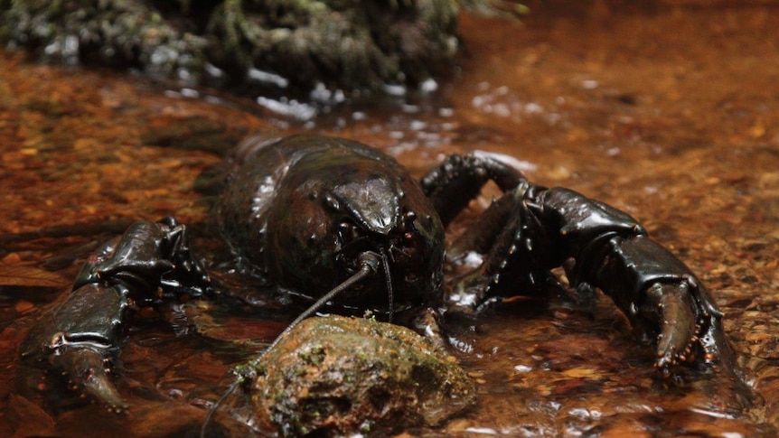 giant lobster in creek