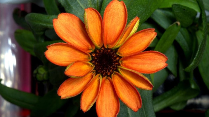 A close of up an orange flower