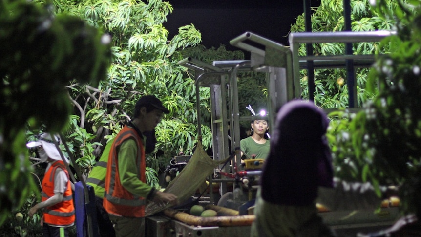 workers picking mangoes surrounded by mango trees