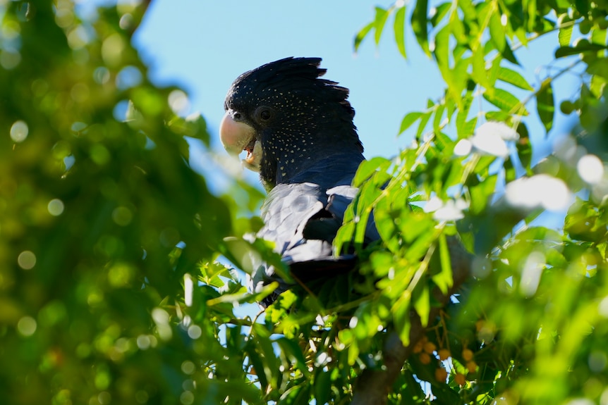 A black cockatoo sitting in a green tree in Menindee