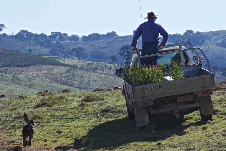 A ute drives over a ridge line with a man standing on the back with tree seedlings, and a dog running beside.