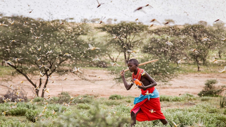 A boy in red clothing uses a wooden stick to try and swat a swarm of locusts