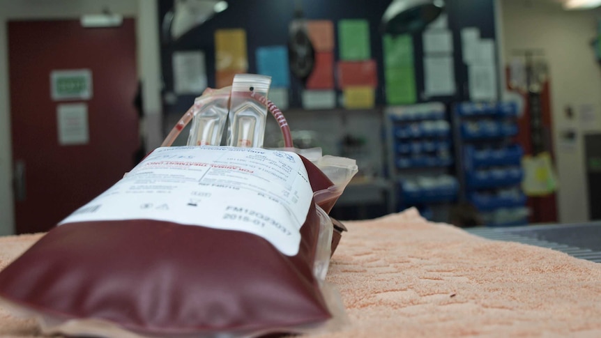 A bag full of blood from a donor dog