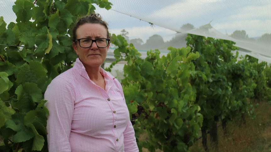 a woman stands in front of a row of winegrapes under netting