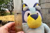 Water gauge next to blue teddy after rain