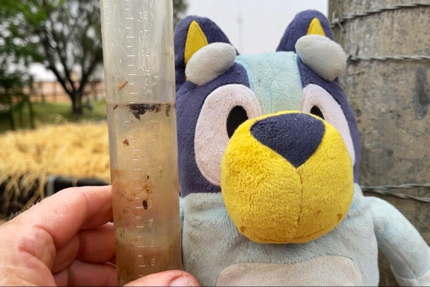 Water gauge next to blue teddy after rain