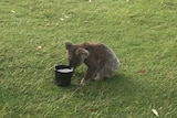 A koala drinks water from a bucket on a golf course.