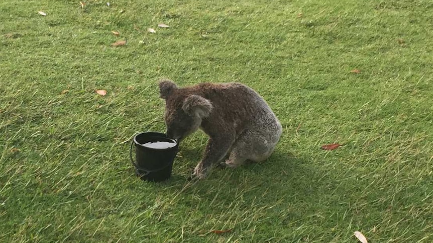 Water stations may help koalas survive ongoing drought and heat events,  research finds - ABC News