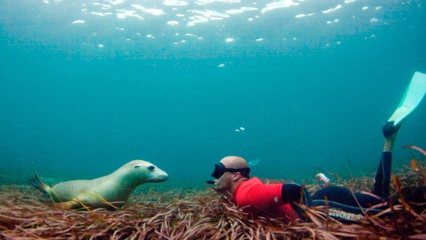 Under water image of sea lion on left and bald snorkeller man on right both on the bottom of sea
