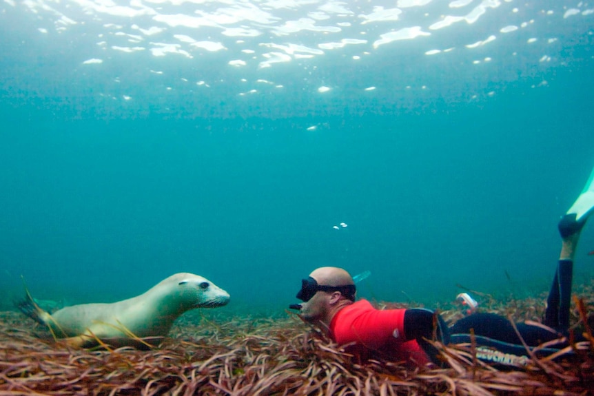 Under water image of sea lion on left and bald snorkeller man on right both on the bottom of sea