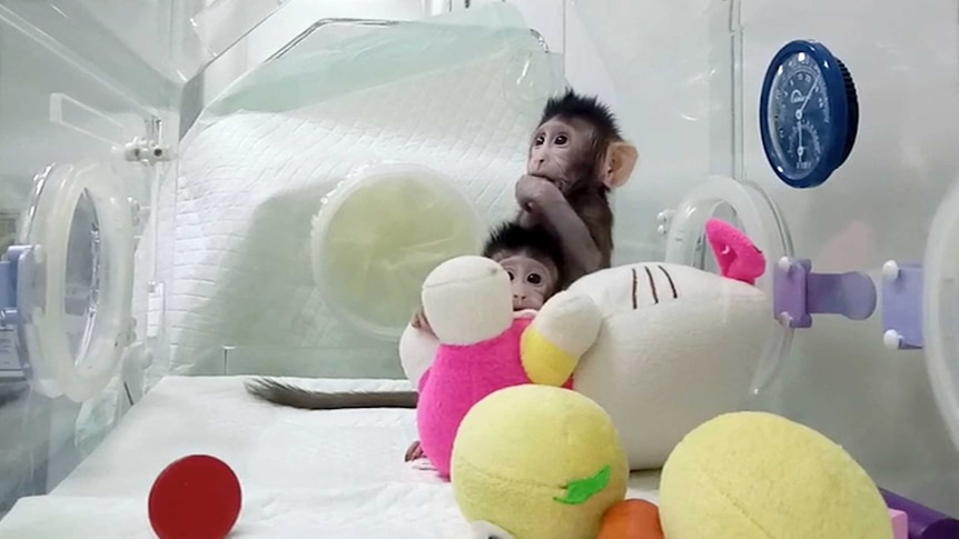 Cloned monkeys Zhong Zhong and Hua Hua sit in a plastic enclosure with soft toys.