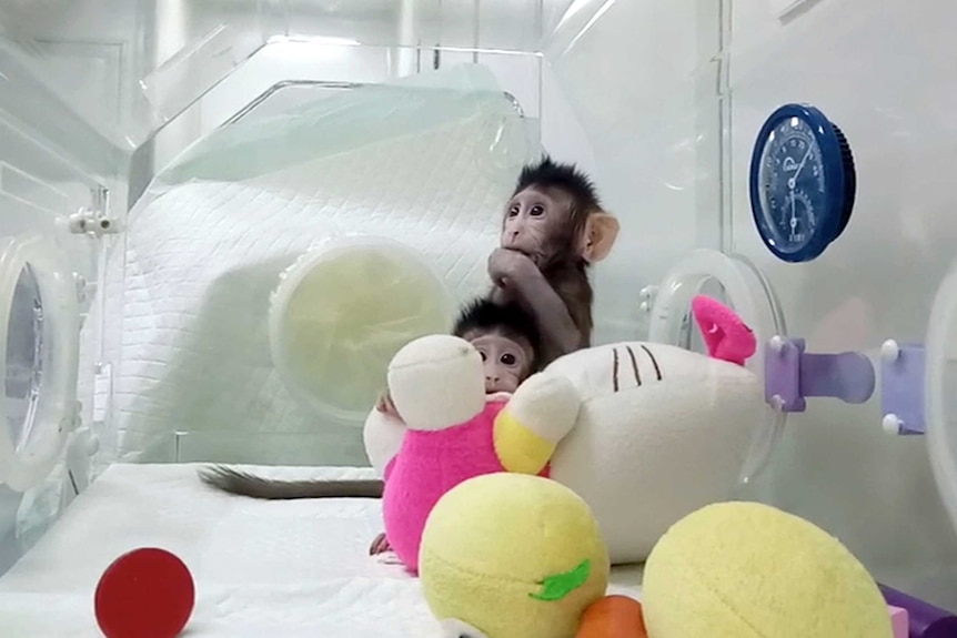 Cloned monkeys Zhong Zhong and Hua Hua sit in a plastic enclosure with soft toys.