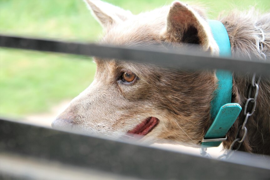 一条尖耳朵的狗站在篱笆后面，向外张望