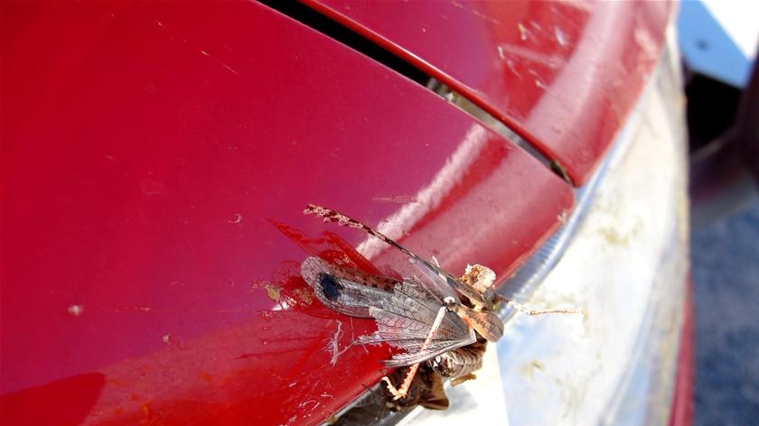 A familiar sight in Mildura at the moment, dead locusts stuck to cars.