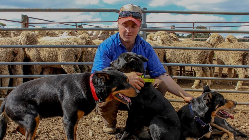 A farmer kneels to embrace his three cattle dogs in front of sheep pen.