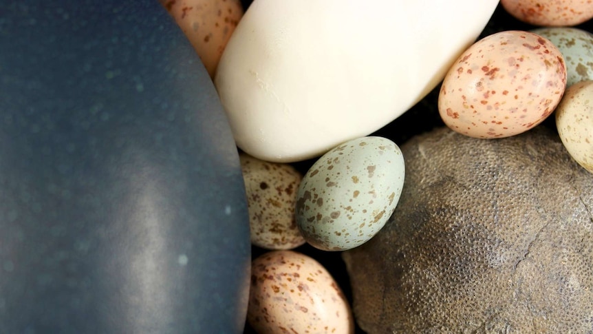 A fossil egg and bird eggs.