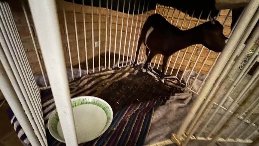 Goat in small white enclosure inside house.