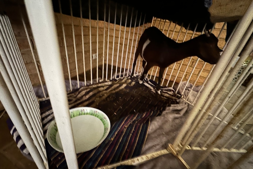 Goat in small white enclosure inside house