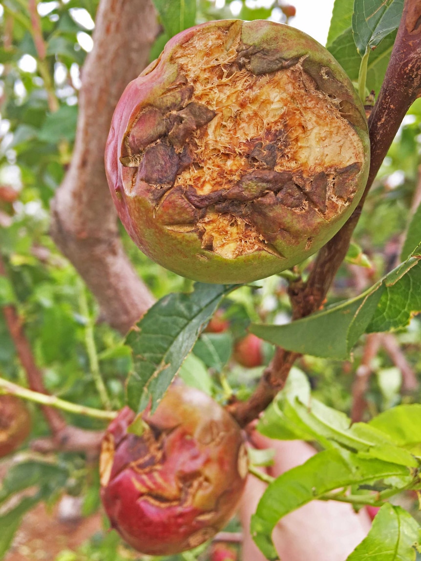 close up damaged fruit riverland orchard