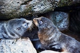 Young fur seals