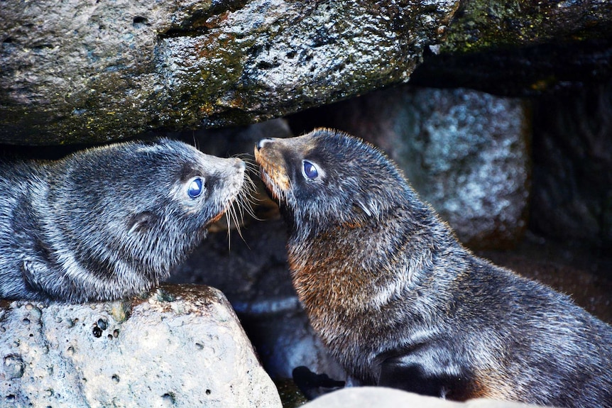 Young fur seals