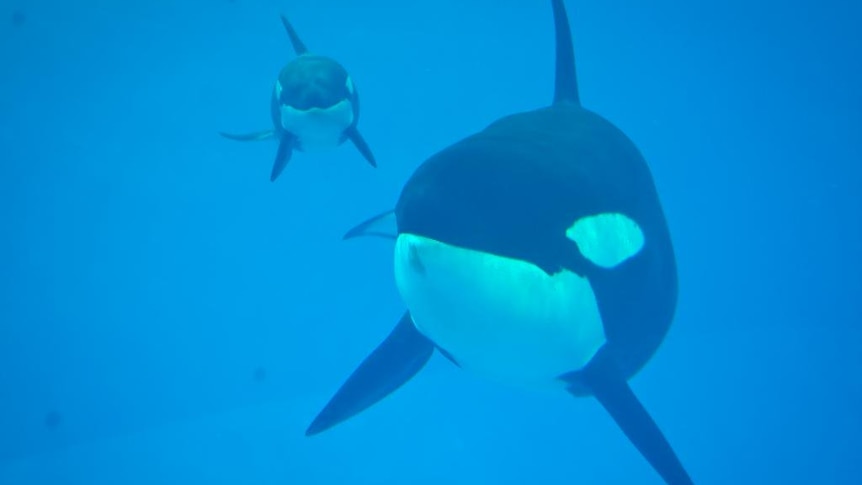 Killer whale Takara and her calf,  Kyara, in a tank at SeaWorld.