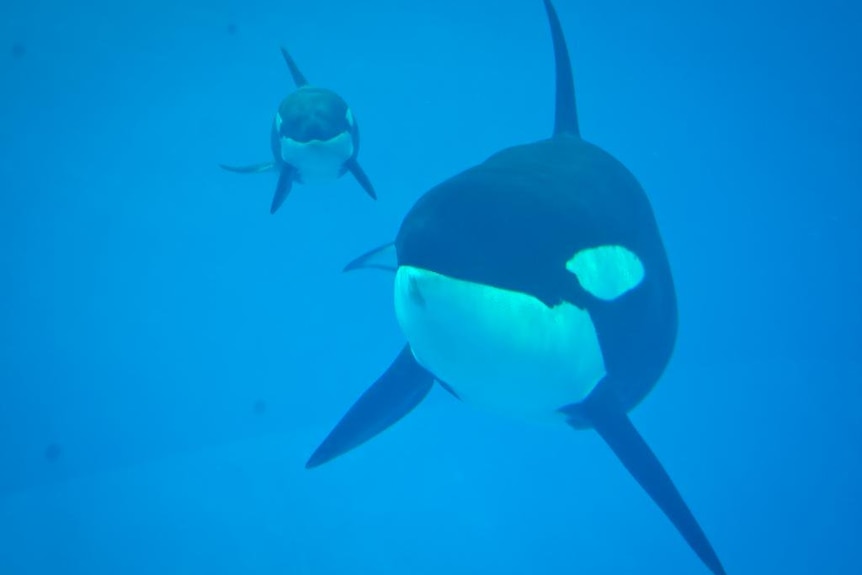 Killer whale Takara and her calf,  Kyara, in a tank at SeaWorld.