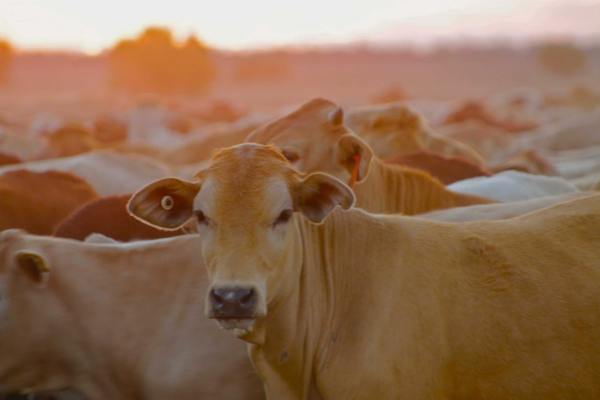 Cattle during a Tom Brinkworth cattle drive