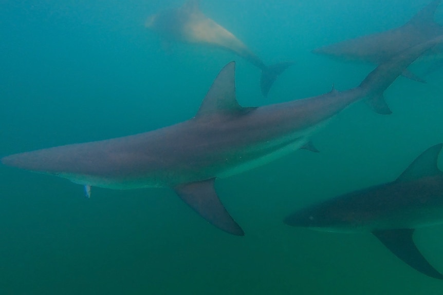 Four grey sharks swim in a line underwater.