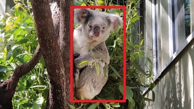A koala in a tree looking directly at the camera. 