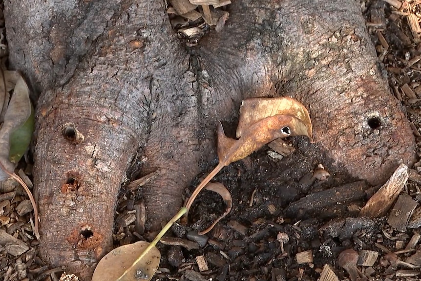 Holes drilled into the roots of a large tree.