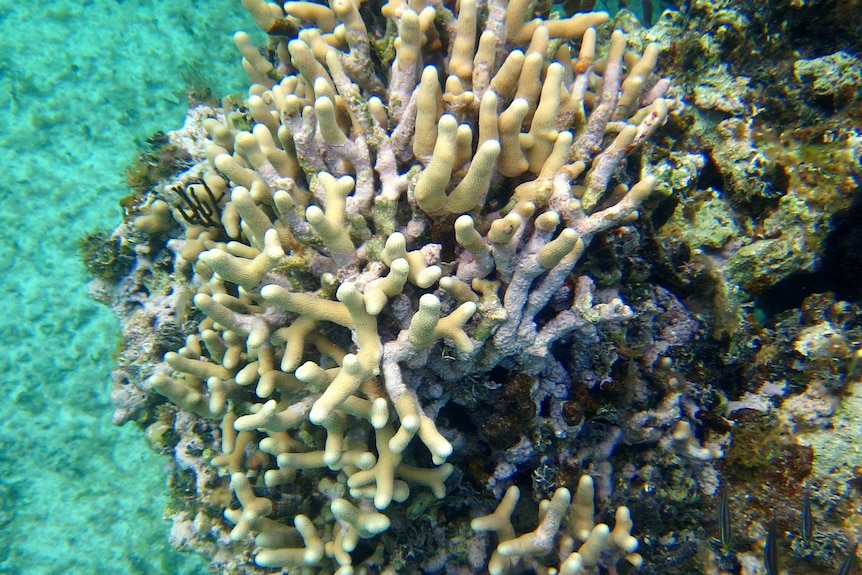 Porites divaricata coral